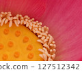 蓮花花托、雄蕊和雌蕊的特寫 127512342