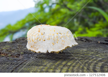 山路上樹樁上生長的蘑菇 127512406