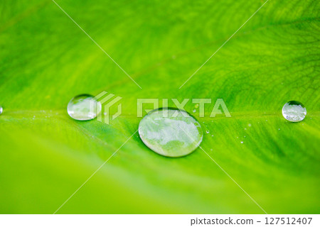 Droplets on a leaf 127512407