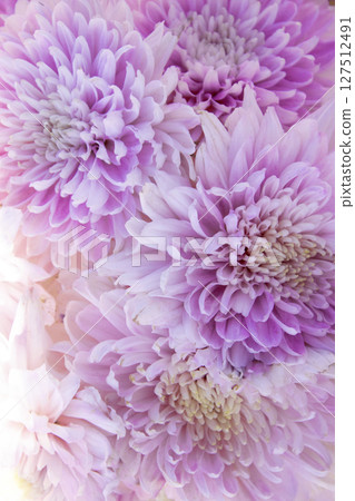 Pink Chrysanthemum flower background 127512491