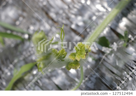 Watermelon micronutrient deficiency Iron deficiency Watermelon micronutrient deficiency Iron deficiency 127512494