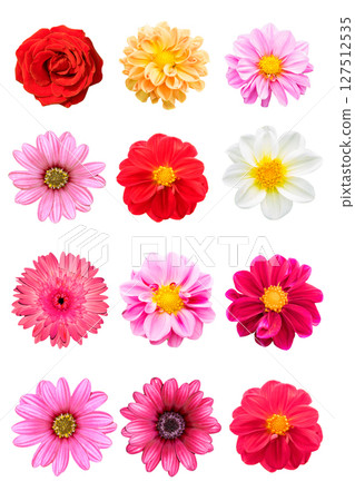 collection mix flower Colorful isolated on white background. 127512535