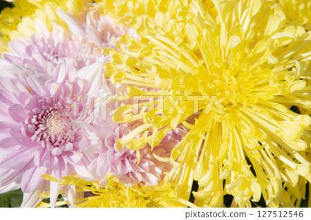 Nature Autumn Floral background. Chrysanthemums blossom season. Nature Autumn Floral background. Chrysanthemums blossom season. 127512546