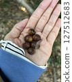 Hands holding acorns 127512683