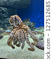 Octopus stuck in a tank 127512685