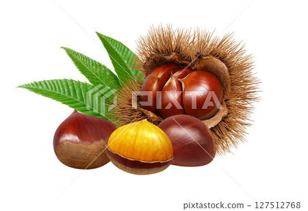 Chestnut illustration realistic chestnut burr 127512768