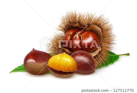 栗子插圖，逼真的栗子毛刺 127512770