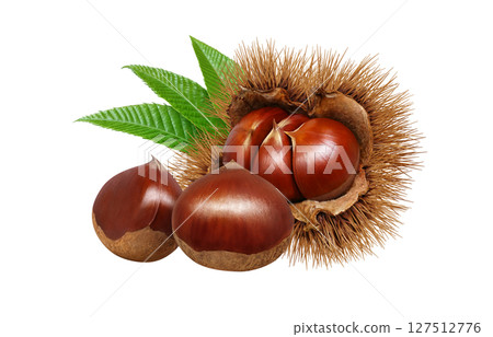 栗子插畫逼真的栗子毛刺 127512776