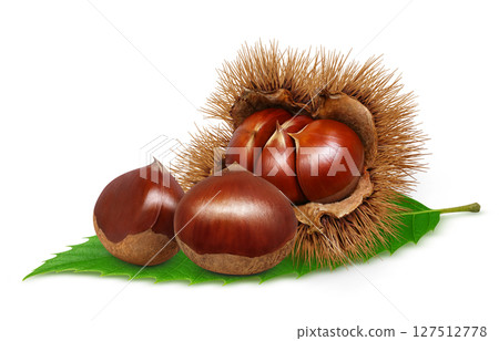 栗子插圖，逼真的栗子毛刺 127512778