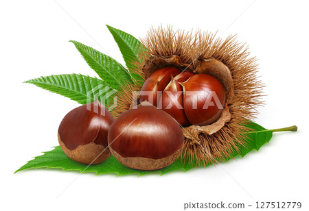 栗子插畫逼真的栗子毛刺 127512779