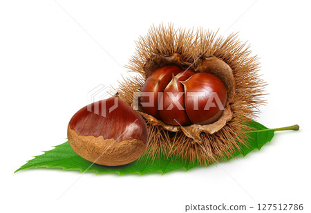 栗子插畫逼真的栗子毛刺 栗子插畫逼真的栗子毛刺 127512786