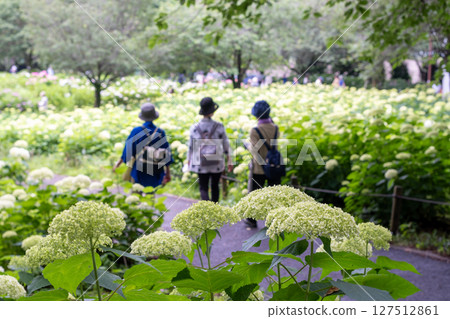 繁華的相模原北公園:繡球花風景 繁華的相模原北公園:繡球花風景 127512861
