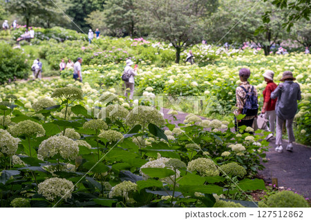 繁華的相模原北公園：繡球花風景 127512862