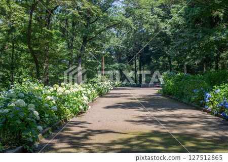 Hydrangea scenery at Sagamihara Kita Park 127512865