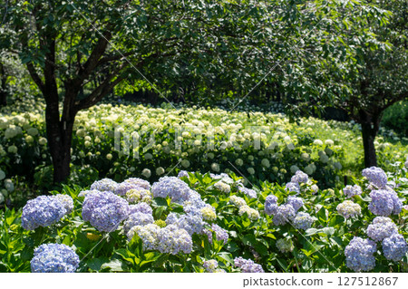 相模原北公園的繡球花風景 127512867
