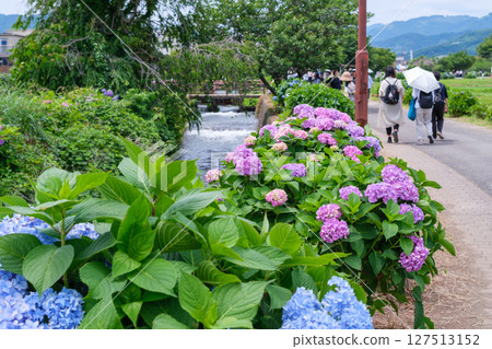 Scenes from the Kaisei Town Hydrangea Festival in Kaisei Town, Ashigarakami District, Kanagawa Prefecture 127513152