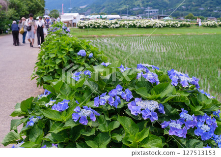 Scenes from the Kaisei Town Hydrangea Festival in Kaisei Town, Ashigarakami District, Kanagawa Prefecture 127513153