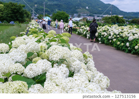 Scenes from the Kaisei Town Hydrangea Festival in Kaisei Town, Ashigarakami District, Kanagawa Prefecture Scenes from the Kaisei Town Hydrangea Festival in Kaisei Town, Ashigarakami District, Kanagawa Prefecture 127513156