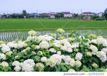 Scenes from the Kaisei Town Hydrangea Festival in Kaisei Town, Ashigarakami District, Kanagawa Prefecture Scenes from the Kaisei Town Hydrangea Festival in Kaisei Town, Ashigarakami District, Kanagawa Prefecture 127513157