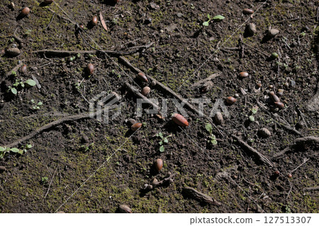 The ground where the acorn fell The ground where the acorn fell 127513307