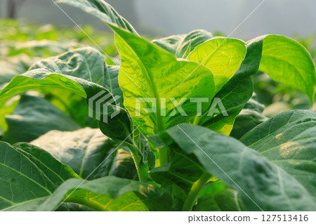 Tobacco leaf plant with dew grow at field 127513416