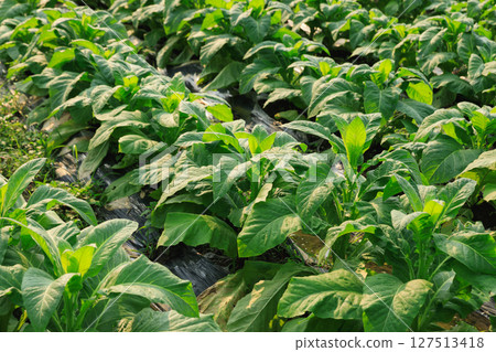 Tobacco leaf plant grow at field 127513418