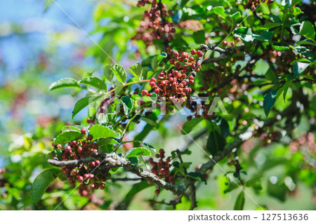 Sichuan Pepper grow on tree 127513636