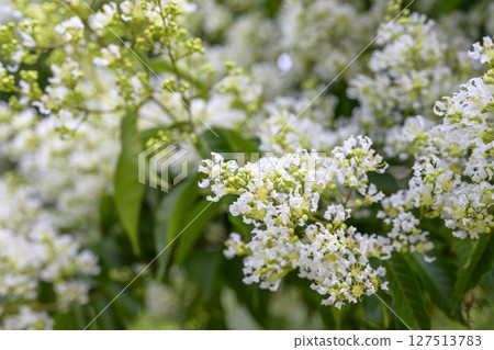 Yakushima Crape Myrtle Yakushima Crape Myrtle Flower Summer Material Yakushima Crape Myrtle Yakushima Crape Myrtle Flower Summer Material 127513783