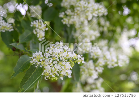 Yakushima Crape Myrtle Yakushima Crape Myrtle Flower Summer Material Yakushima Crape Myrtle Yakushima Crape Myrtle Flower Summer Material 127513786