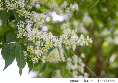 Yakushima Crape Myrtle Yakushima Crape Myrtle Flower Summer Material 127513789
