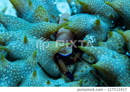 Starfish shrimp of Amami Oshima 127513917