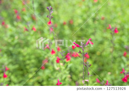 鼠尾草櫻桃鼠尾草夏季花卉材料 127513926