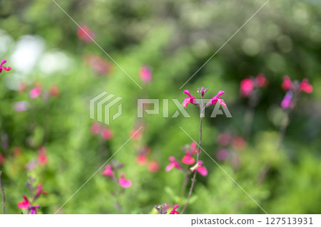 鼠尾草櫻桃鼠尾草夏季花卉材料 鼠尾草櫻桃鼠尾草夏季花卉材料 127513931