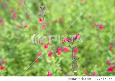 鼠尾草櫻桃鼠尾草夏季花卉材料 鼠尾草櫻桃鼠尾草夏季花卉材料 127513936