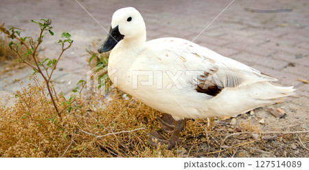 Calm White Duck Resting on Dusty Outdoor Surface Calm White Duck Resting on Dusty Outdoor Surface 127514089