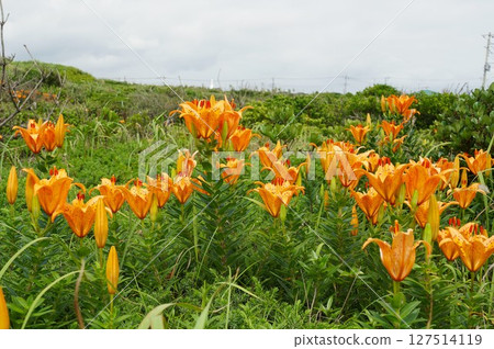 盛開的橙色百合花景觀 127514119