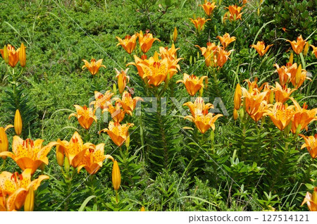 A landscape filled with orange lilies in full bloom 127514121