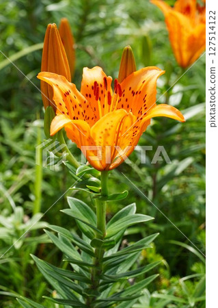A landscape filled with orange lilies in full bloom 127514122