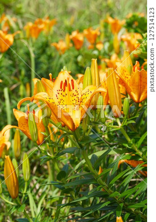 A landscape filled with orange lilies in full bloom 127514123