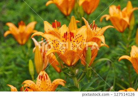 A landscape filled with orange lilies in full bloom 127514126
