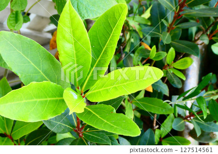 Mixed planting with herbs in a small garden: Garden laurel 127514561