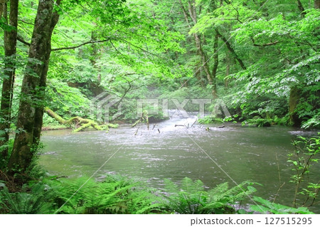 Oirase stream 127515295