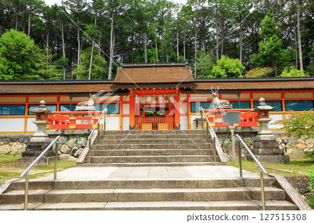 Ogahara Shrine的新鮮綠色 127515308