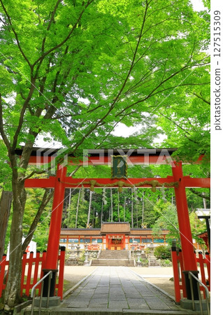 Ogahara Shrine of the fresh green 127515309