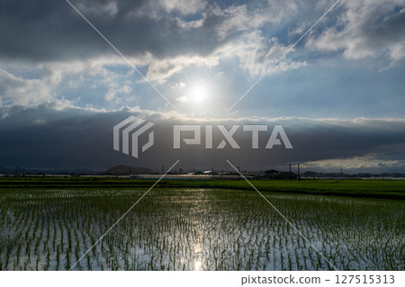 Sunset reflected in rice field 127515313