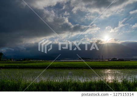 Sunset reflected in rice field Sunset reflected in rice field 127515314