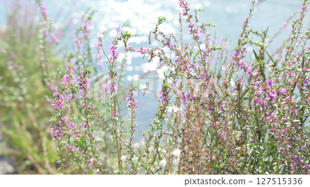 Lythrum salicaria flowers blooming by the pond 127515336