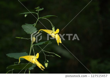 Yellow flower Yellow flower 127515457