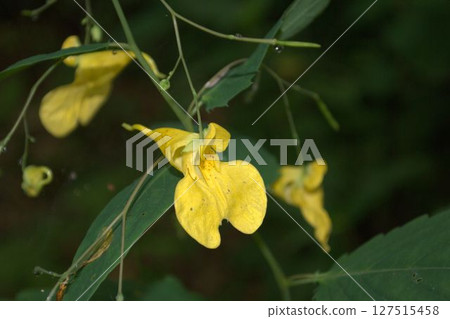Yellow flower Yellow flower 127515458