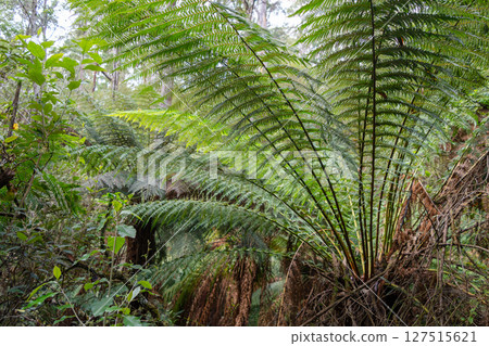 Hiking trail in forest along Cumberland River to Kalimna Falls, Great Ocean Road, Australia Hiking trail in forest along Cumberland River to Kalimna Falls, Great Ocean Road, Australia 127515621